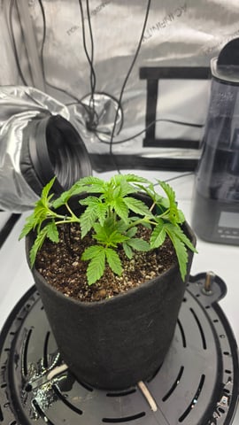 ethos genetics  — vegetative, day 35