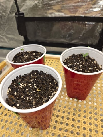 Natural Healing  — seedling_rooting, day 1