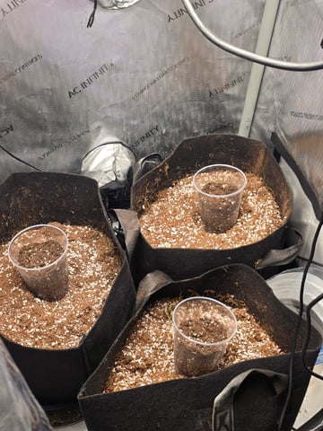 Indoor — grow_setup, day 2