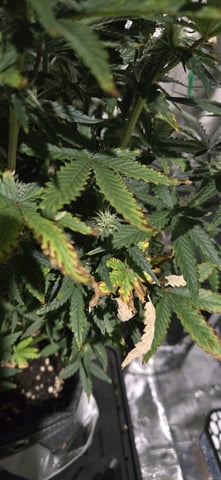Gigawatt  — flower, day 32