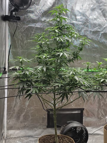 GT2 — flower, day 93