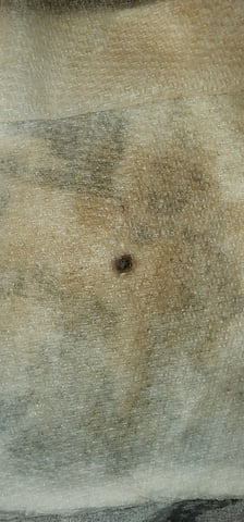 Here We Grow... — germination, day 5