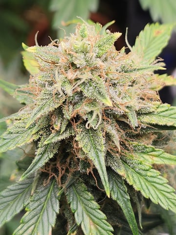 Mephisto Apple Crush in Nature's Living Soil  — flower, day 63