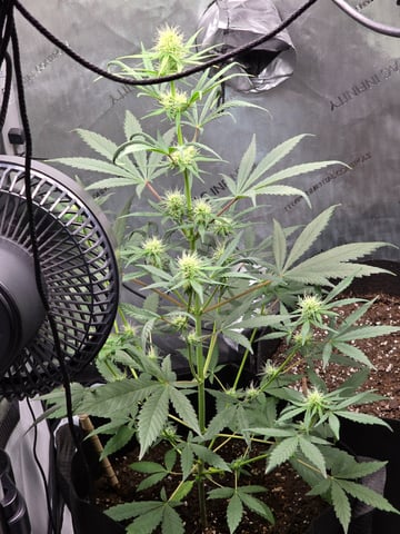 Pull my finger and Mowie Wowie — grow_setup, day 69