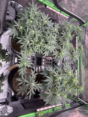First Grow – Learning Every Day — vegetative, day 49