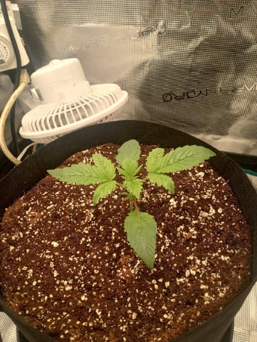 Pineapple Trainwreck  — vegetative, day 18