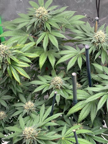 Black Hulk 3 gallon bag  — flower, day 50