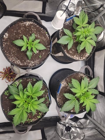 Mephisto's Flava Flav (Grape Crush x Guava Fig) — vegetative, day 25