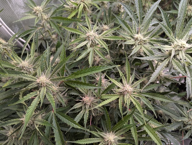 Boogie Brew + Bloom — flower, day 82