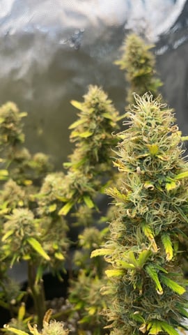 3x3 Grow — flower, day 37