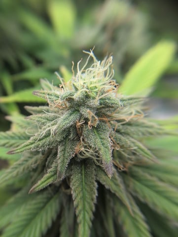 Girl Scout Cookies — flower, day 140