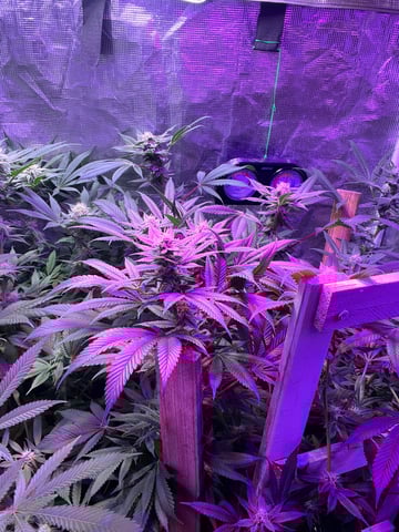 white 🕷️  — flower, day 127