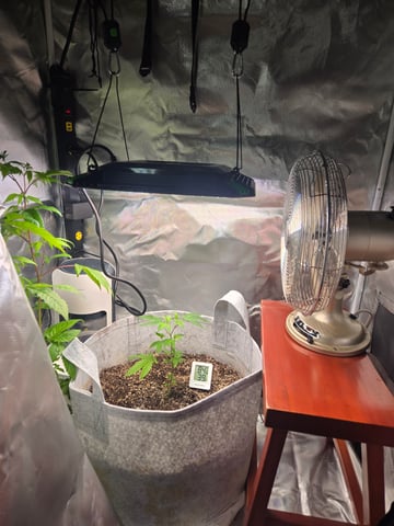 Looking for advice! — vegetative, day 7