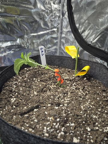Grow 1 2026 Gelato Rainbow Sherbert  — vegetative, day 12