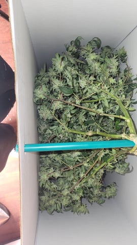 1st grow indoors(cardboard box to 2x2x4 to 5x5x6) — flower, day 136