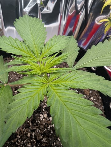 Zkittlez (Auto) — vegetative, day 22