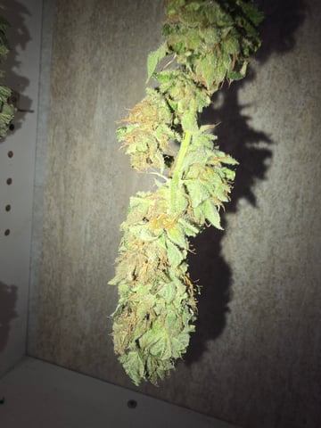 2nd Harvest
