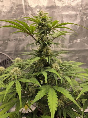 Mimosa Sunrise XXL 3x3 tent — flower, day 44