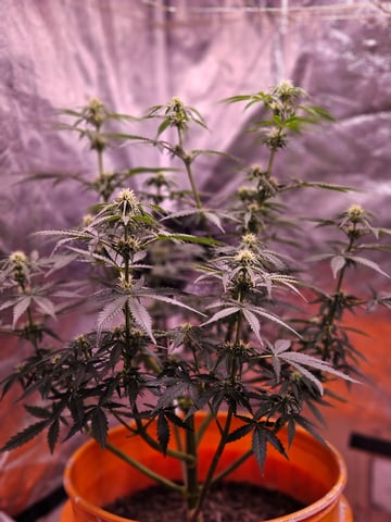 gary poppins — flower, day 61