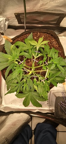 newest ggs setup grow — vegetative, day 27