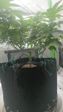 Critical Purple Kush — flower, day 81