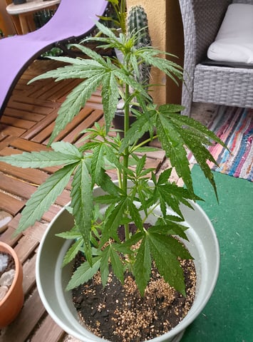 epsilon f1 — vegetative, day 16