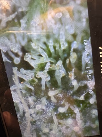 SSH and BD — harvest, day 65