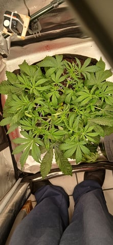 newest ggs setup grow — flower, day 31