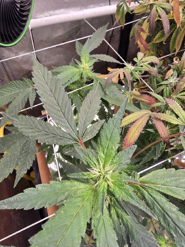 Glookies by Barneys Farm — flower, day 63