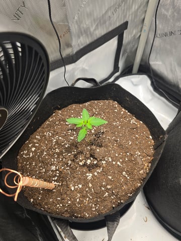 Durban Poison — seedling_rooting, day 16