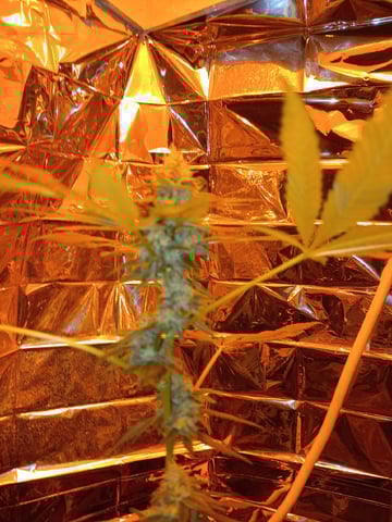 first grow — flower, day 21