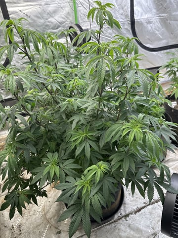 White Runtz (Barney’s Farm) — vegetative, day 81