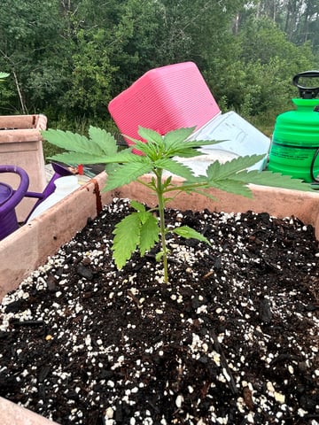 White Widow Twins — vegetative, day 27