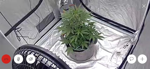#001 - 3WOK — auto, day 7