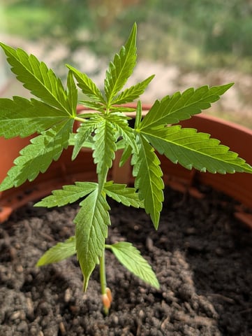 My First Grow 🪴 April '26 — vegetative, day 28