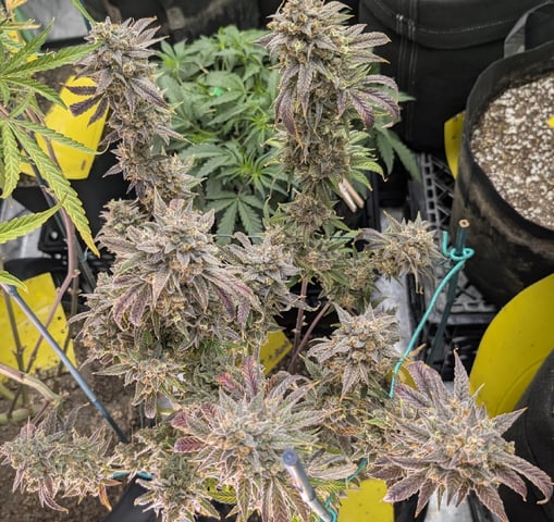 Mixed Grow — flower, day 128