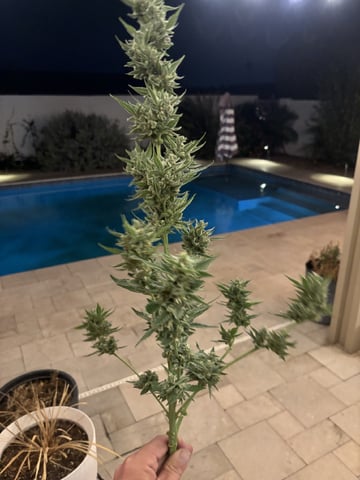 new seeds grow #2 — harvest, day 83