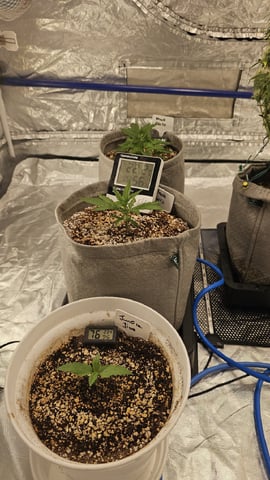 Autos For The Rest Of Winter 🔥🔥😉 — vegetative, day 37