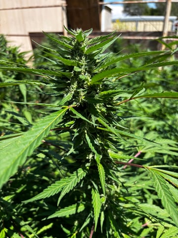 Outdoor Grow — flower, day 161