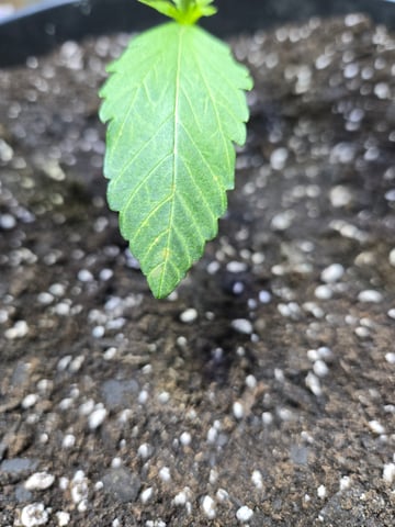 cherry pie  — vegetative, day 15