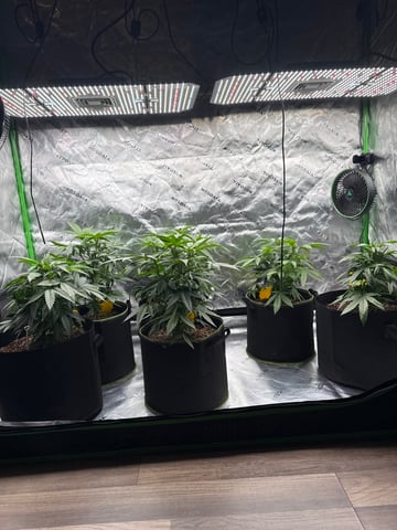 Captain Red Beard “SKUNK#1 — grow_setup, day 2