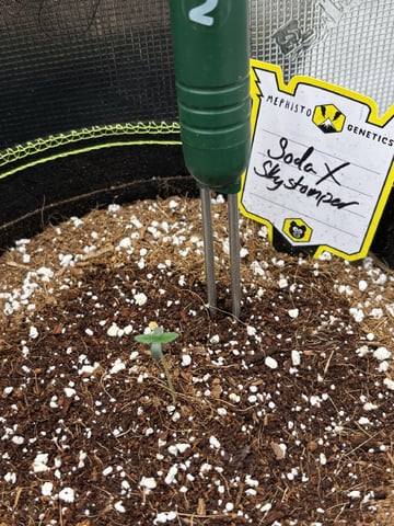 Pinot Noir  — seedling_rooting, day 8