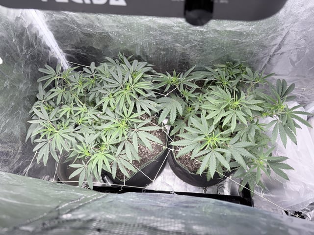 New LADIEZZ — flower, day 68
