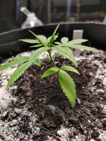Hindu Kush — vegetative, day 26