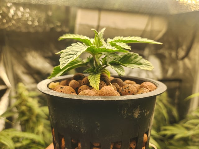 Sour Diesel (started Aug 30th 2025) — vegetative, day 17