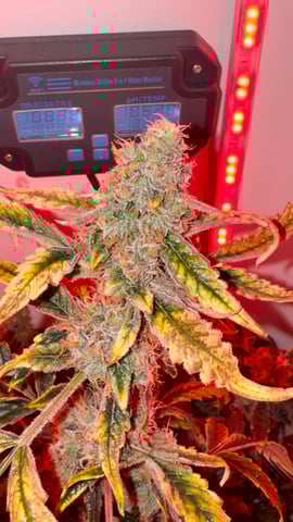 Purple Haze — flower, day 3