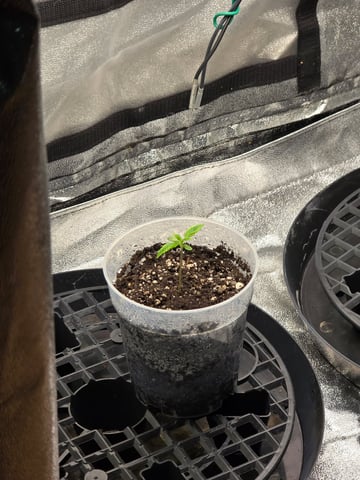 First grow — germination, day 10