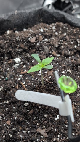 memphisto 3 bears OG, ethos high note r1 — germination, day 7