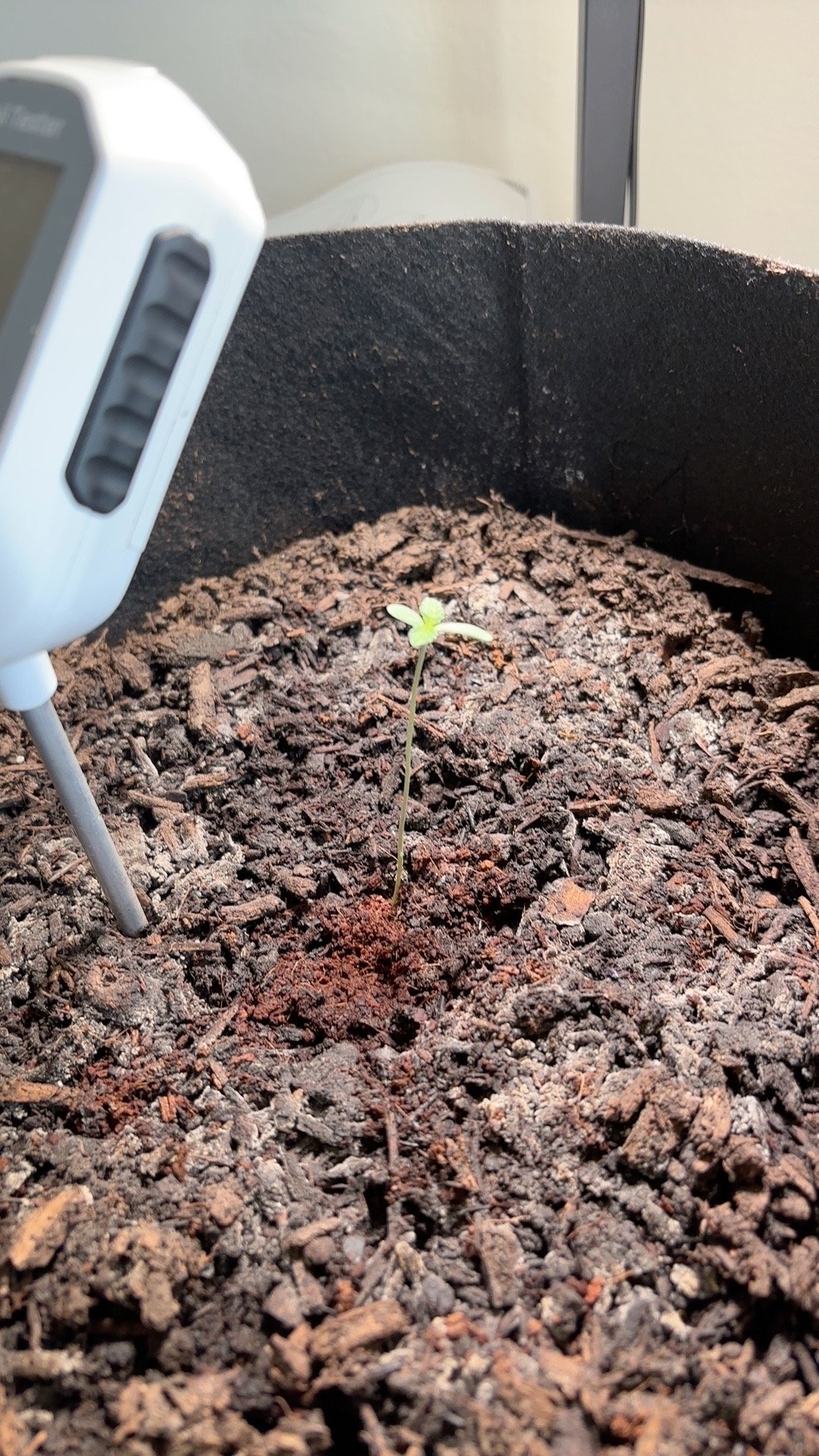My First Grow