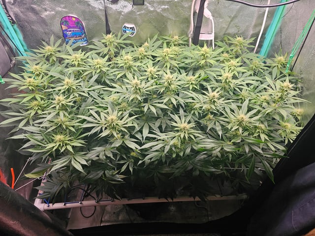 scrog from cut.  — flower, day 43